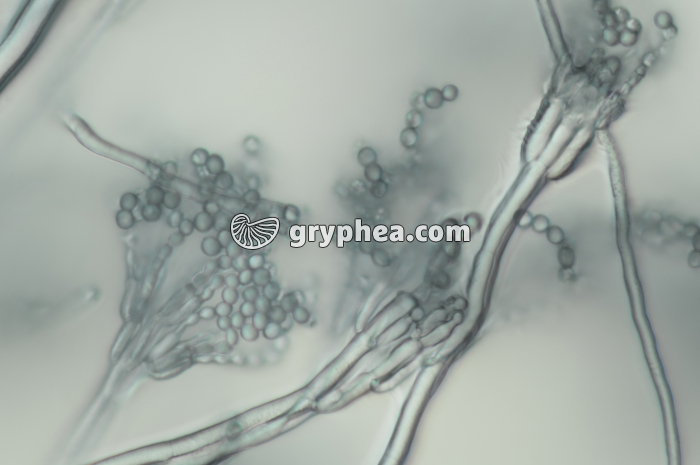 Penicillium - Conidiophores et conidies x160 - gryphea.com